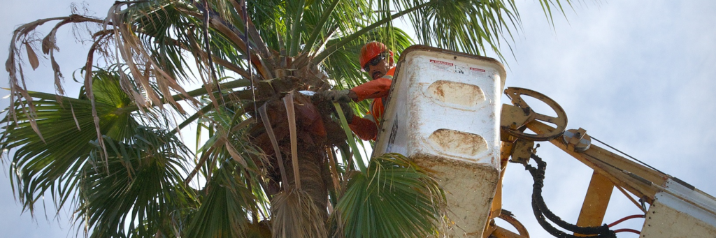 A worker in a cherry picker trims a palm tree