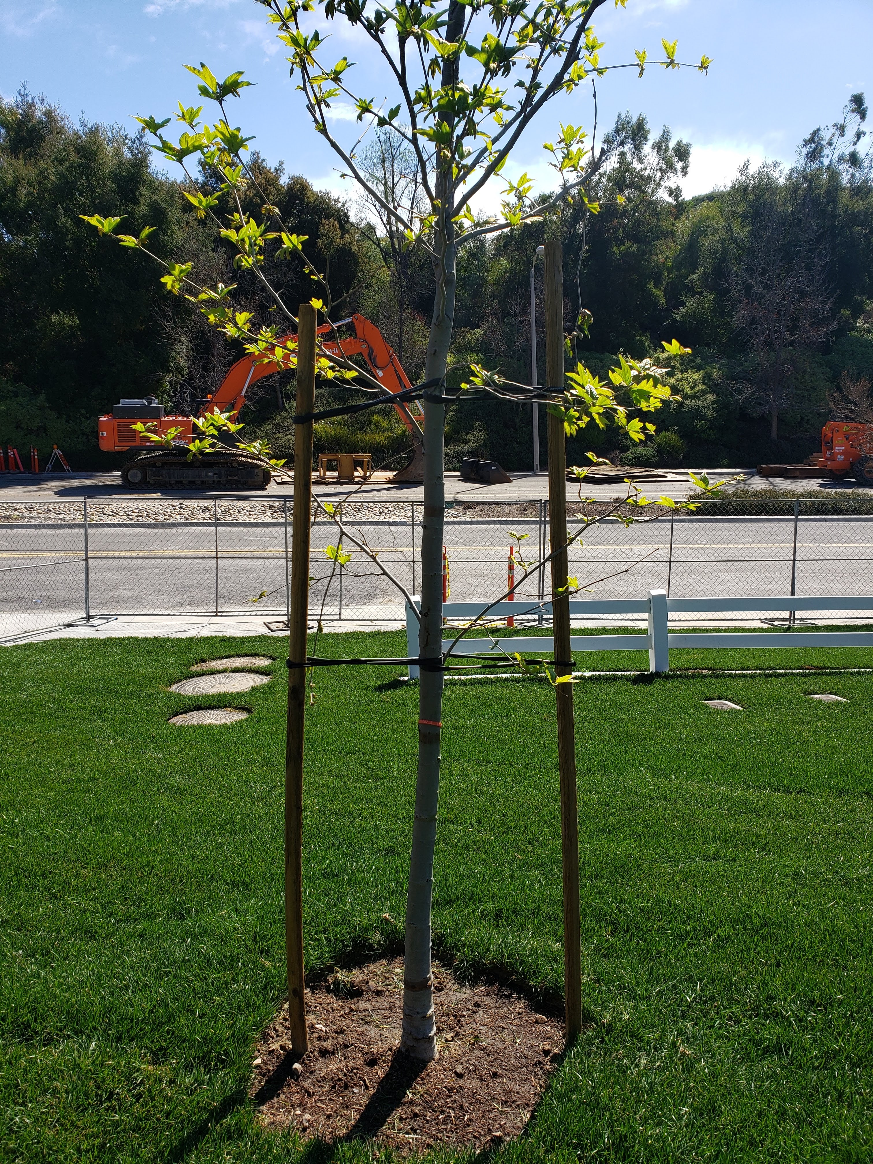 baby tree